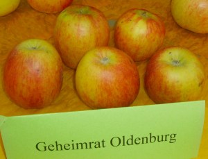 Geheimrad Oldenburg